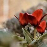 问鼎app下载:如何通过反馈推动应用改进 6s0ibsh