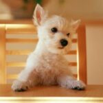 问鼎娱乐平台的移动端体验:随时随地畅玩 810okf0