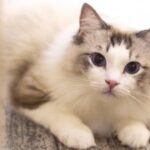 问鼎app下载:如何与客服团队有效沟通问题 g6jvu1