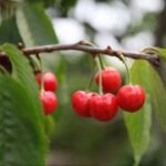 星耀国际娱乐的竞争对手分析:市场格局如何变化 nbr4bruni